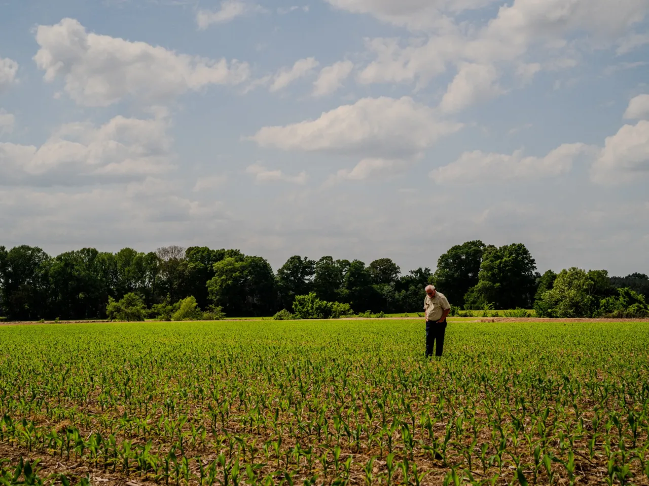 Sledge Taylor, 73, walks his corn fields just outside Como, Miss. on Friday, April 17, 2026. The corn stalks are currently between vegetative stages known as V3 and V5, normally when Taylor would be applying nitrogen fertilizer. But he said he may not do it this year because of the cost of fertilizer.
