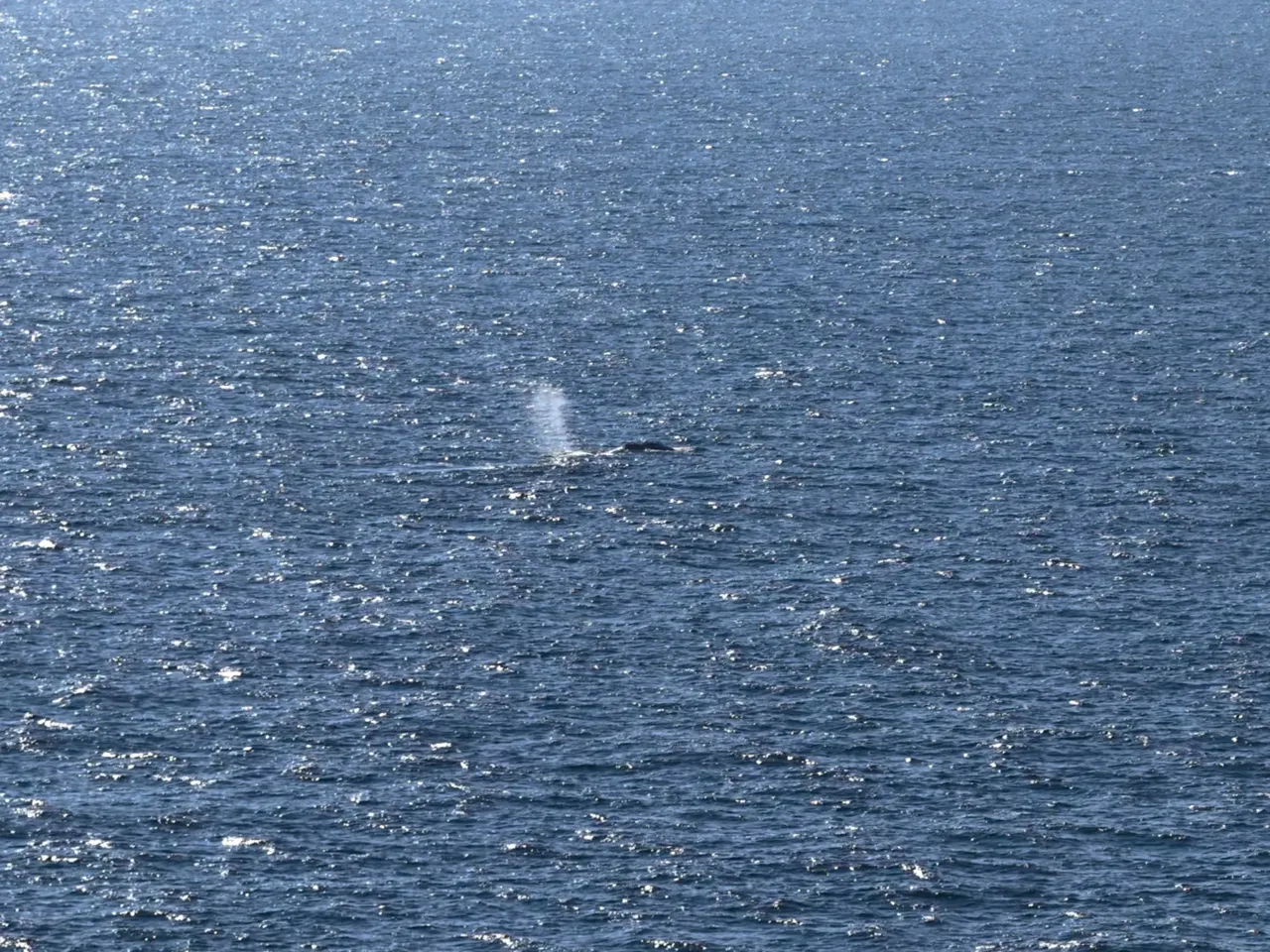 An aerial photo taken on May 2, 2026 shows Timmy, the rescued humpback whale, offshore near Skagen after being released from a barge. The whale was first spotted stuck on a sandbank on March 23 near the city of Lübeck before freeing itself and then becoming stuck again several times.