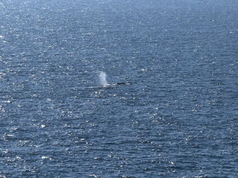 Timmy the stranded whale rescued after weekslong effort