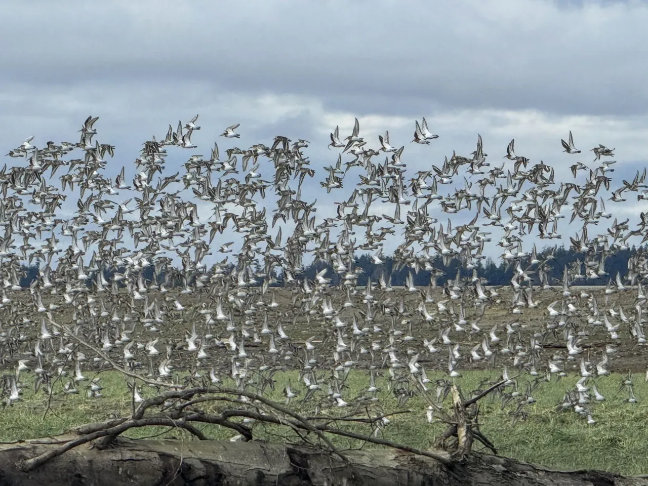 A flock of dunlins, shorebirds that winter in Washington and nest on Arctic tundra, flies in tight formation over the tribally owned wetlands along the Stillaguamish River on Dec. 19, 2025.