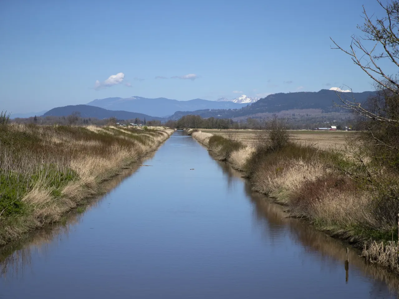 The Tom Moore Slough levee, near Big Ditch, protects farmland near Stanwood, Wash., on April 8, 2026.