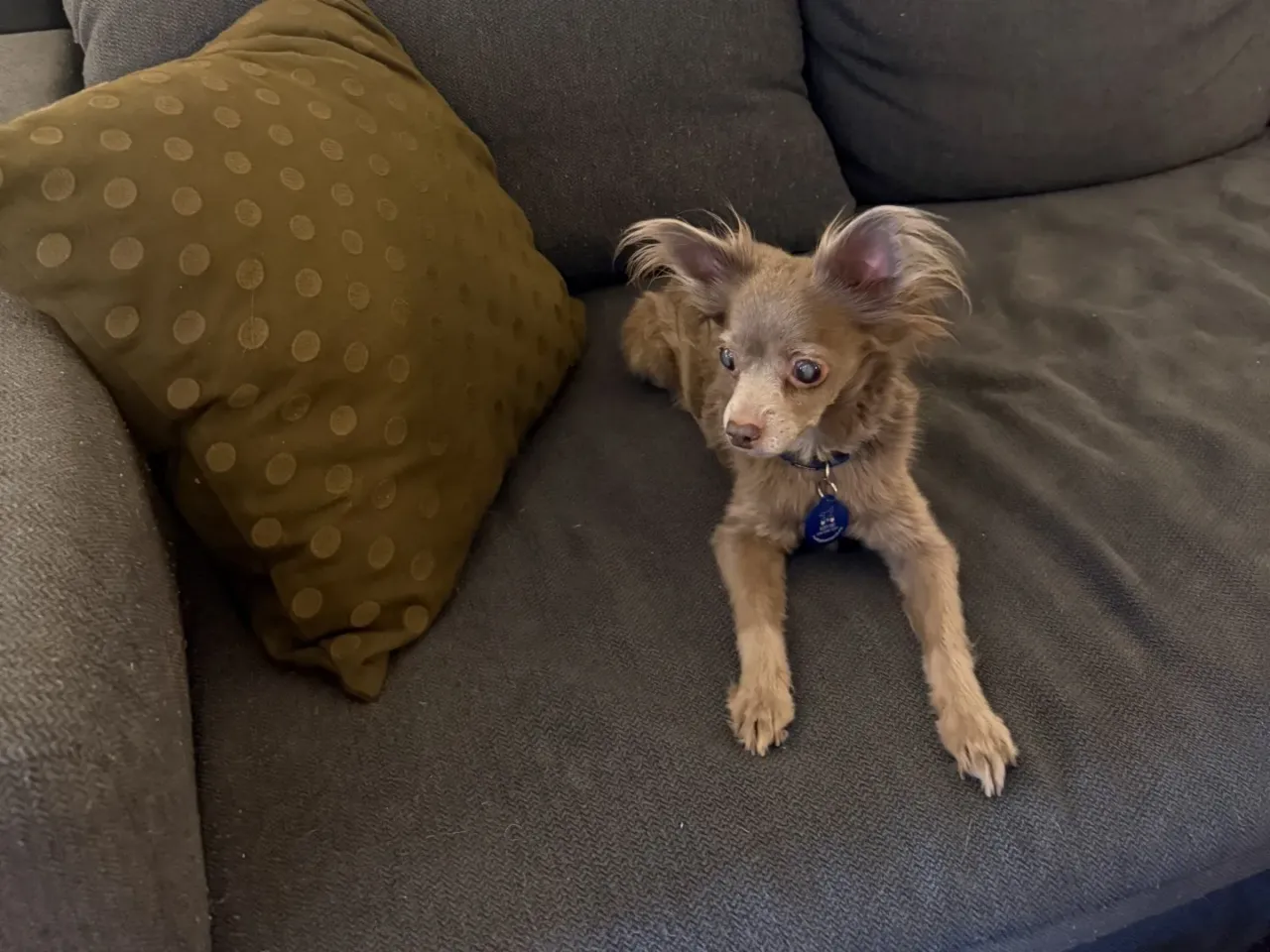 Isabel Klee's new memoir explores the realities of dog rescue 3 Gracie at Klee's home.