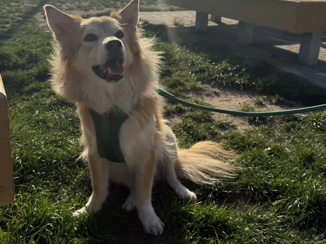 Isabel Klee's new memoir explores the realities of dog rescue 4 Klee's dog, Simon.