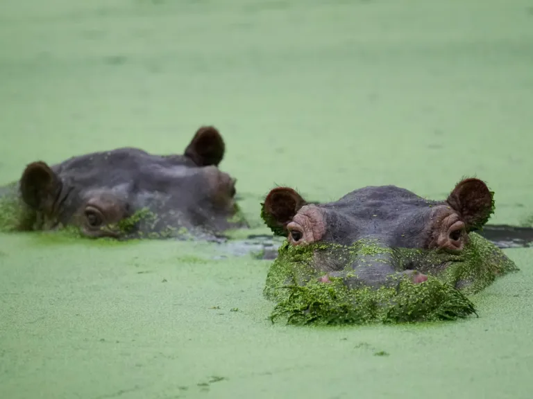 Colombia’s rogue hippos could find refuge in India