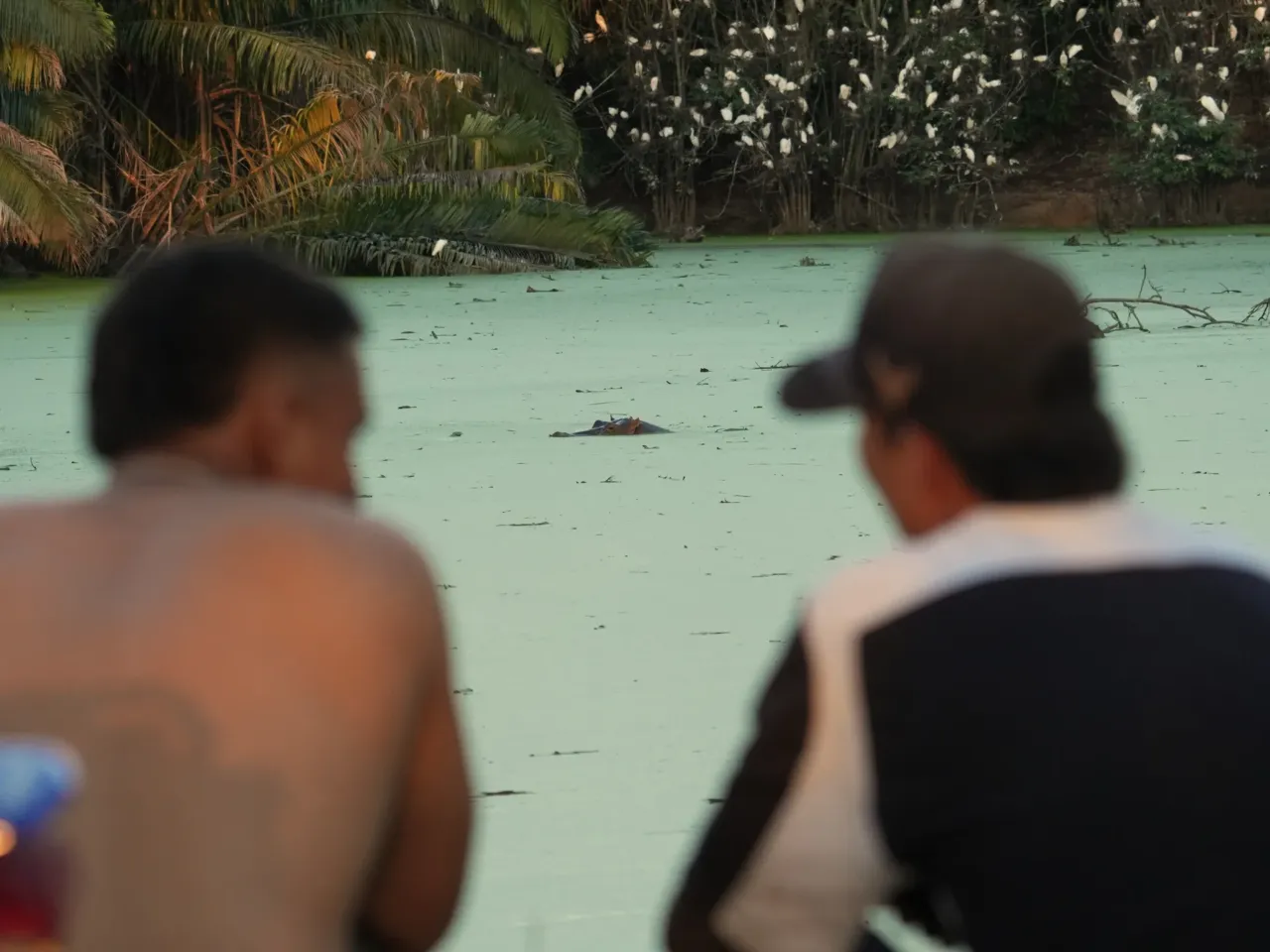 Colombia's rogue hippos could find refuge in India 2 Locals relax as they watch hippos floating in a lake near Doradal, Colombia, April 23