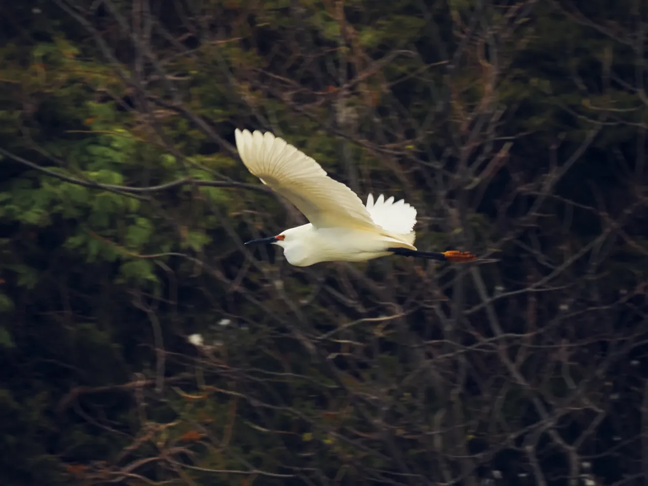 24 hours with 3 teenage birders: Welcome to the World Series of Birding 1 A snowy egret flies by a nesting area in Ocean City.
