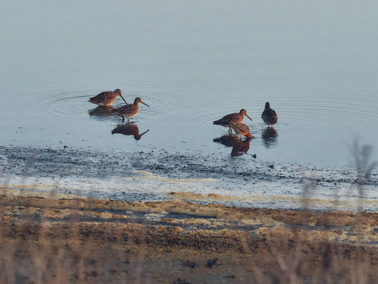 24 hours with 3 teenage birders: Welcome to the World Series of Birding 7 Shorebirds forage along the marsh at Edwin B. Forsythe National Wildlife Refuge in southern New Jersey.