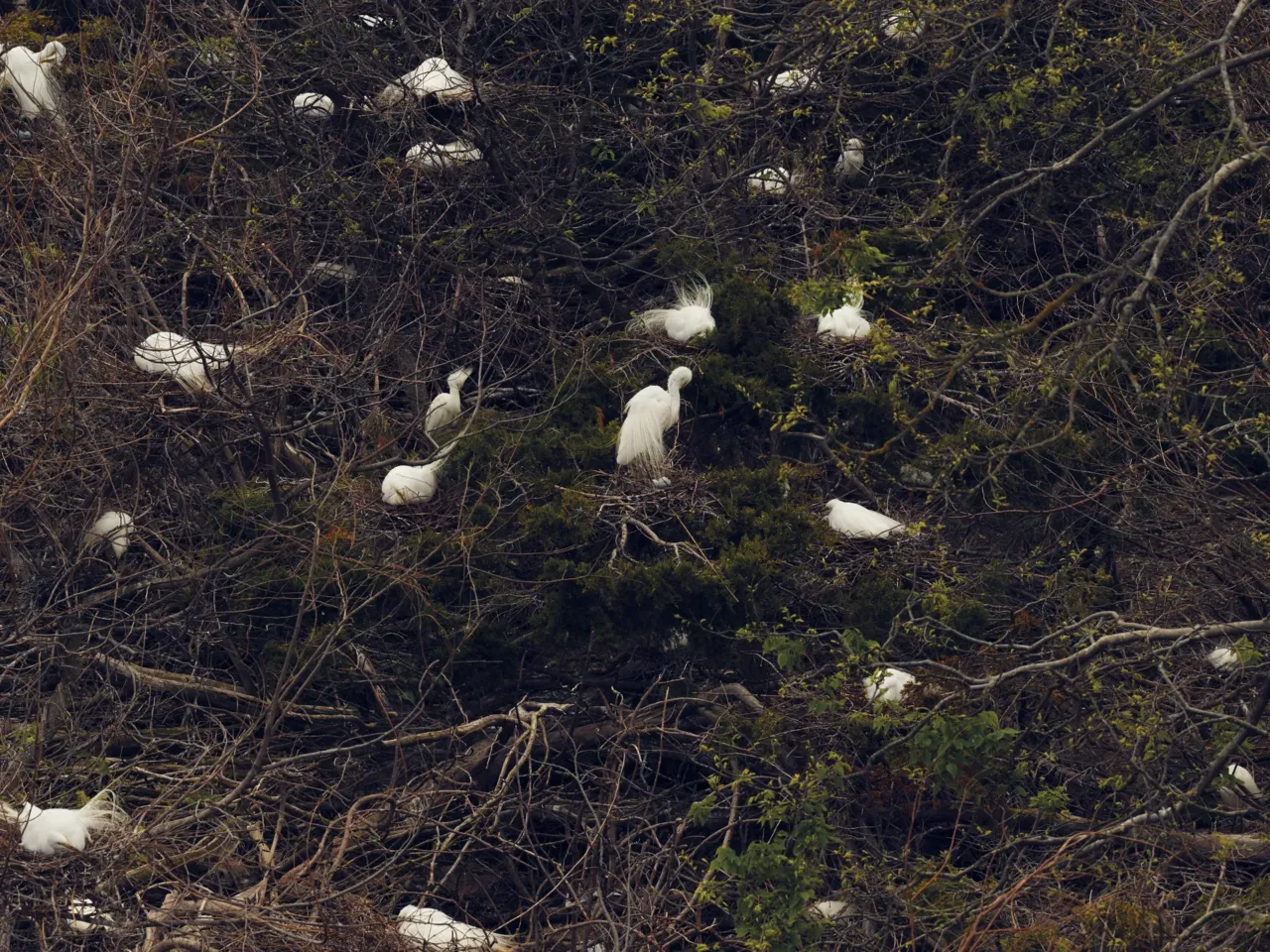 24 hours with 3 teenage birders: Welcome to the World Series of Birding 11 A mixture of great egrets, snowy egrets and white ibis nesting near the welcome center in Ocean City.