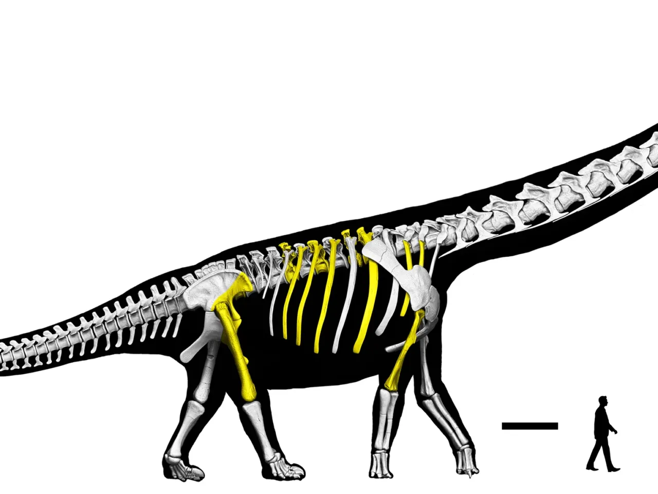 Researchers unearth Southeast Asia's largest dinosaur 1 A representation of the Nagatitan skeleton, with the bones researchers have found marked in yellow.