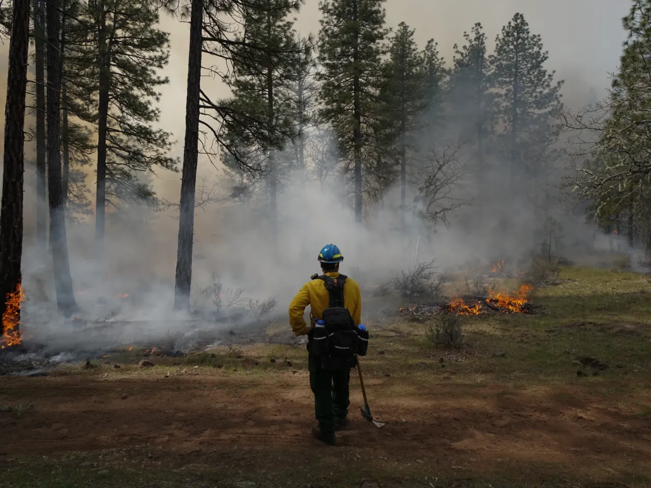 A fire fighter conducts a controlled burn in southern Washington.