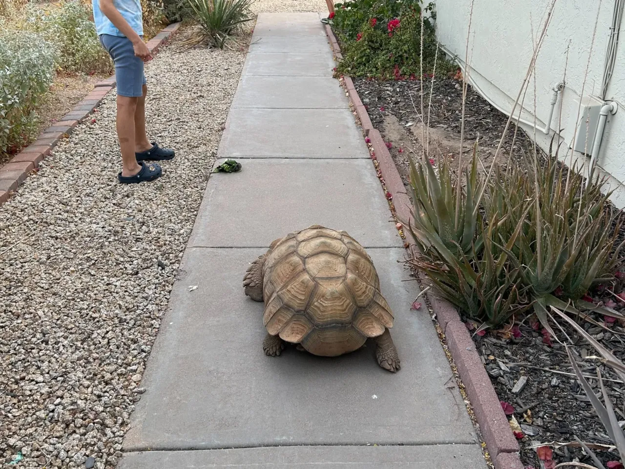 It takes a village – or a Phoenix suburb – to wrangle a wayward tortoise 1 Rex walks as a group of neighbors watches.