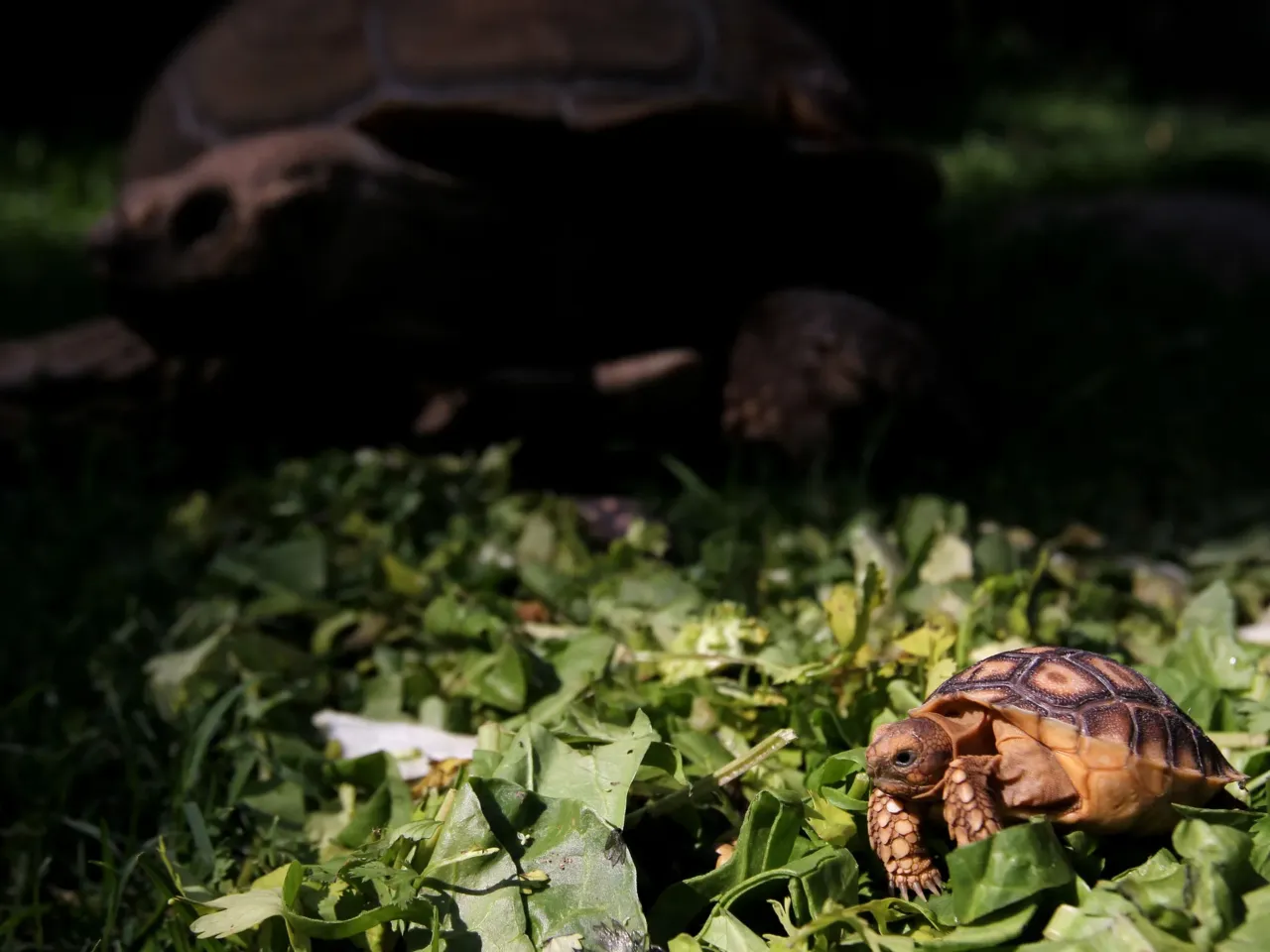 It takes a village – or a Phoenix suburb – to wrangle a wayward tortoise 2 View of one of five newborn African spurred tortoise (Centrochelys Sulcata) at the zoo, in Guadalajara, Mexico, Jalisco state, on May 17, 2018.