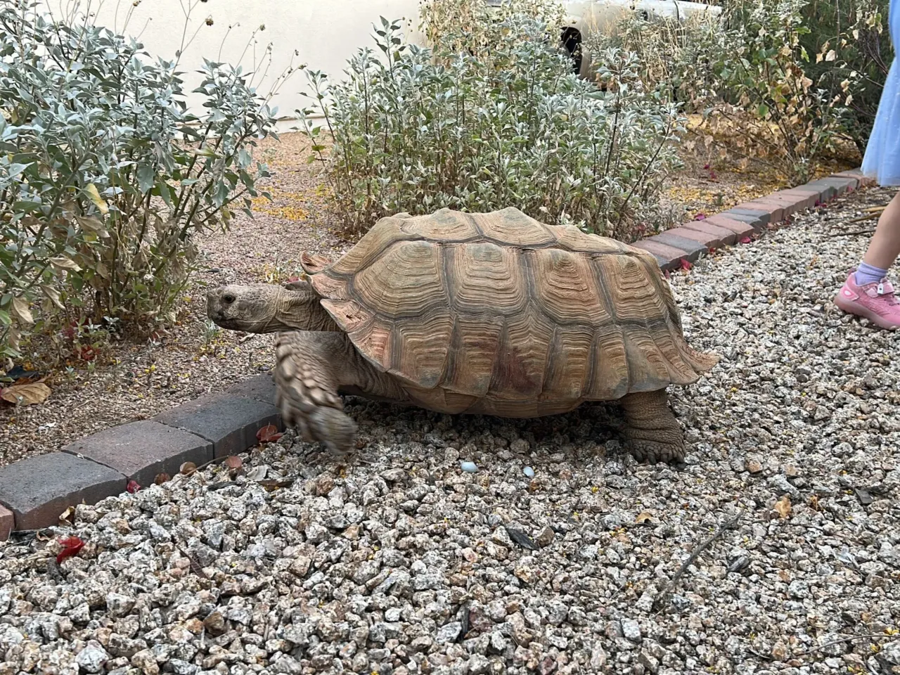 It takes a village – or a Phoenix suburb – to wrangle a wayward tortoise 3 468591 381f5386 b10a 4495 966b 5eb304e749cc