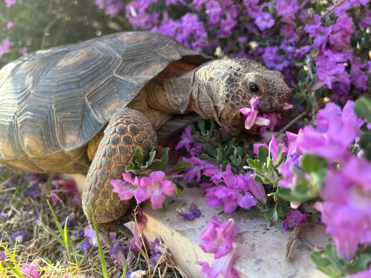 It takes a village – or a Phoenix suburb – to wrangle a wayward tortoise 4 Dotty the desert tortoise eats some flowers.
