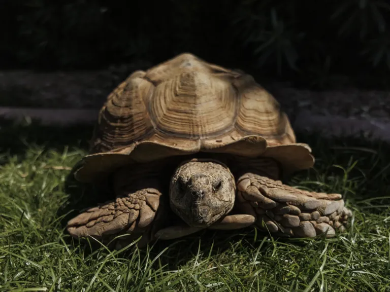 It takes a village – or a Phoenix suburb – to wrangle a wayward tortoise