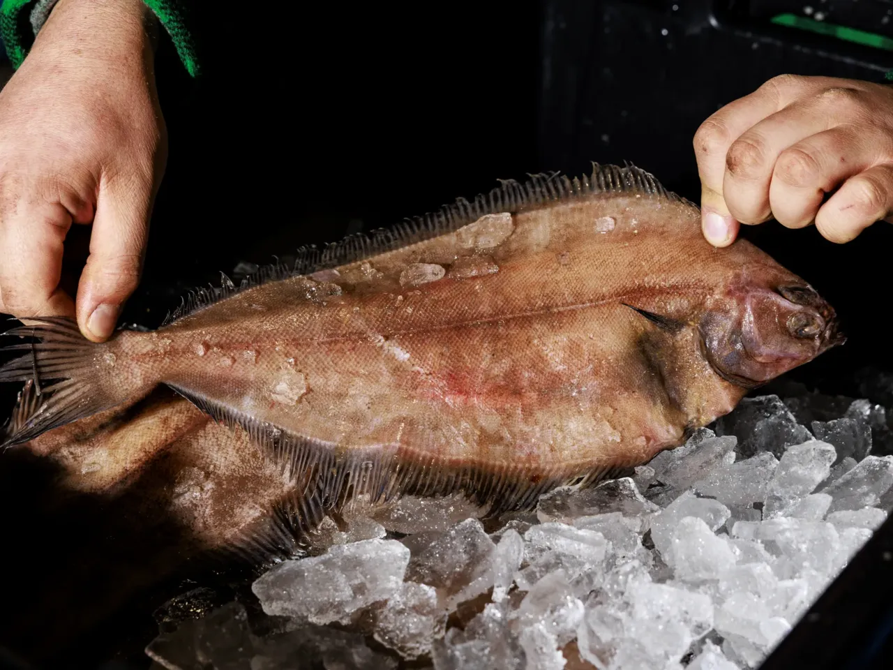 One solution for Maine's struggling fishing industry? Give fillets away for free 3 A locally caught fish rests on ice at the Portland Fish Exchange.
