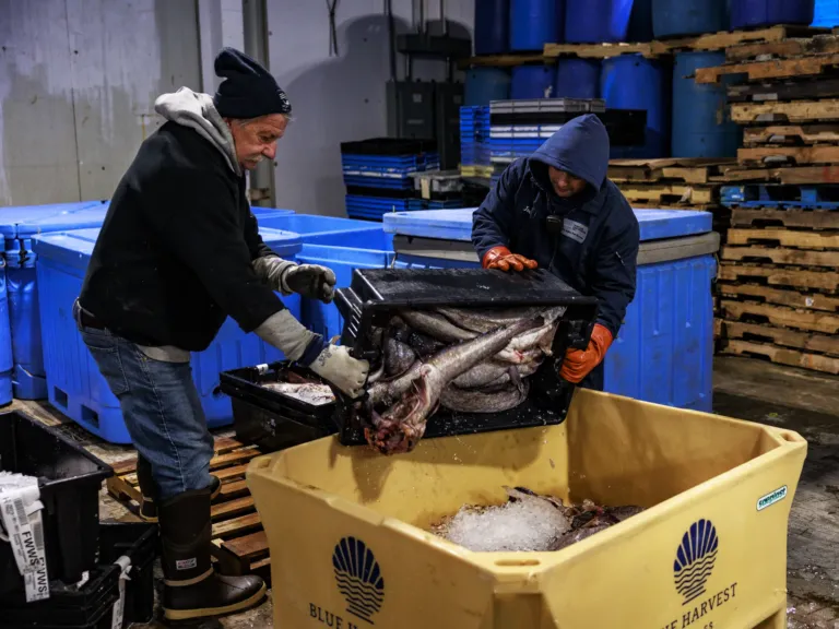 One solution for Maine’s struggling fishing industry? Give fillets away for free