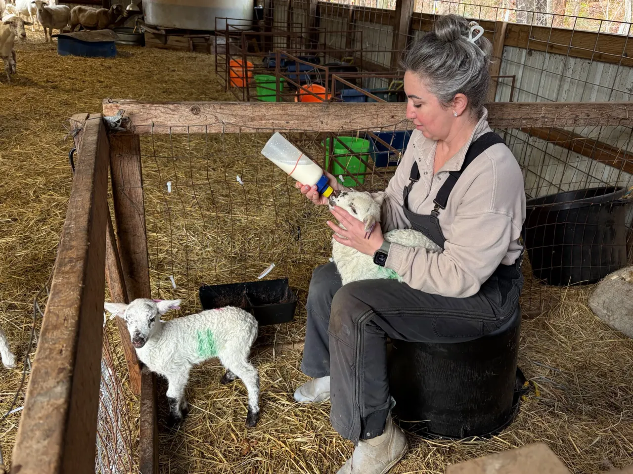 RaDonda Vaught tends to lambs on her farm north of Nashville, Tennessee. She started getting offers to speak to medical audiences after being on probation for about a year.