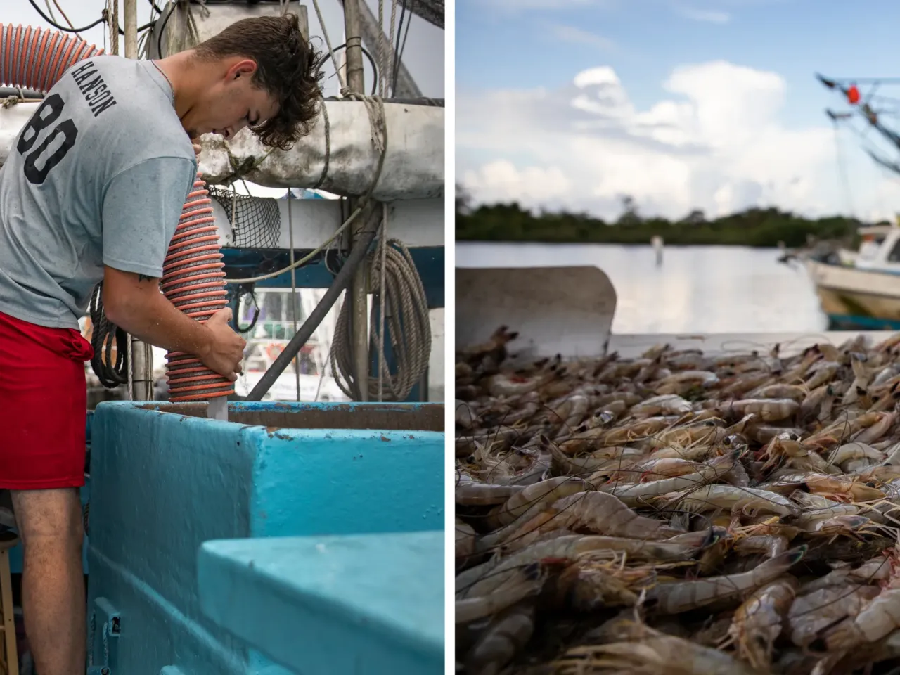 Gulf shrimpers want help from Congress as fuel costs climb 1 Acy Cooper and his grandson Caleb Hanson fill the cooler on their shrimp trawler with ice before leaving for an overnight shift of shrimping on August 26, 2019 in Venice, La; nearly 600 pounds of shrimp from Cooper's shrimp trawler are cleaned and weighed at a seafood dealer on August 27, 2019 off the coast of Plaquemines Parish, La.