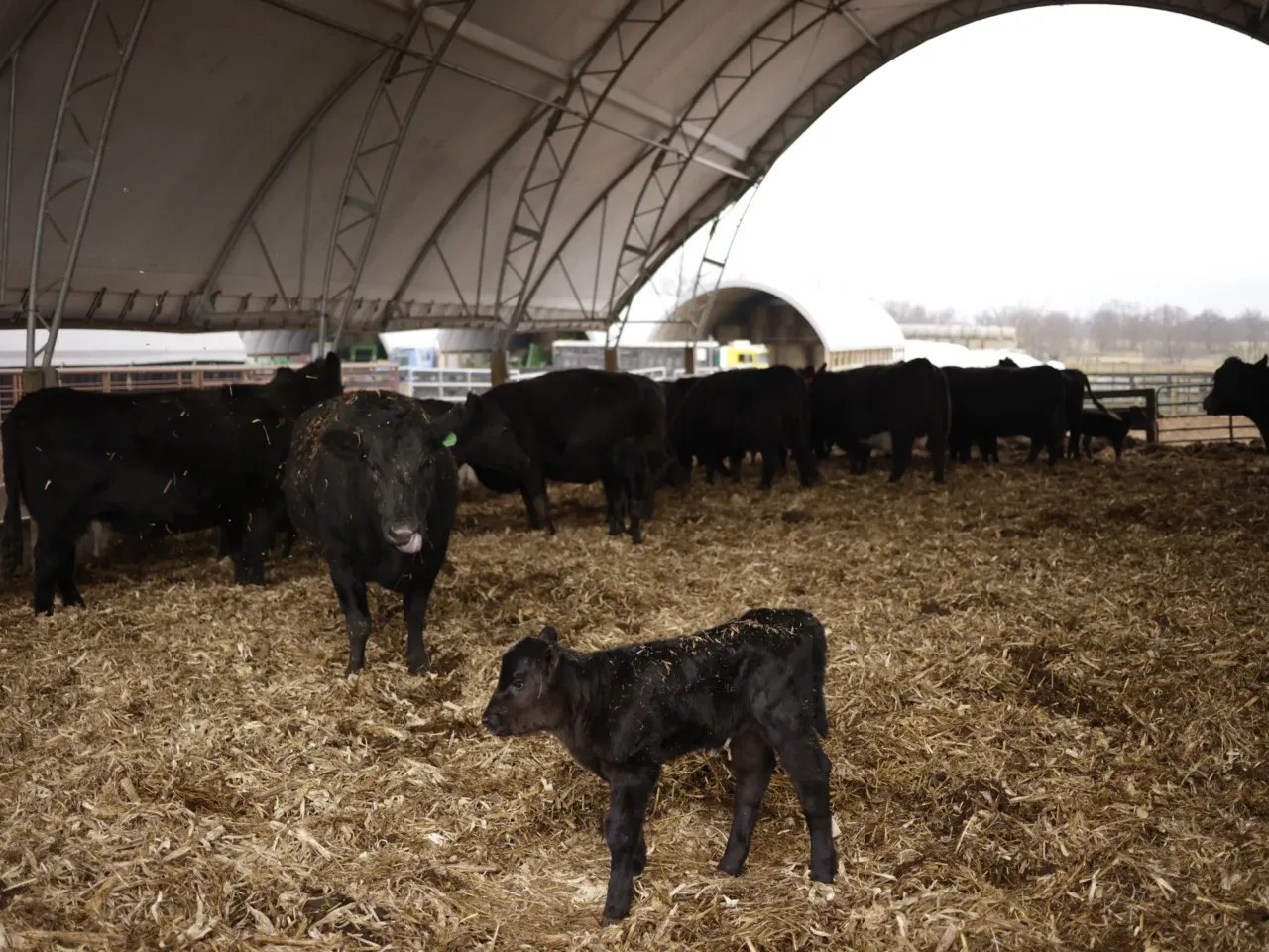 Why the U.S. cattle herd is at a 75-year low — and what it means for beef prices 2 The Halls have a herd of about 125 "momma cows" each year.