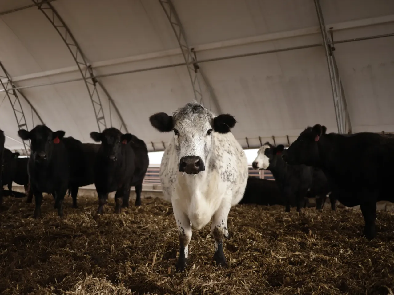Why the U.S. cattle herd is at a 75-year low — and what it means for beef prices 6 While herds are smaller, finished cattle weigh more now than they did decades ago.