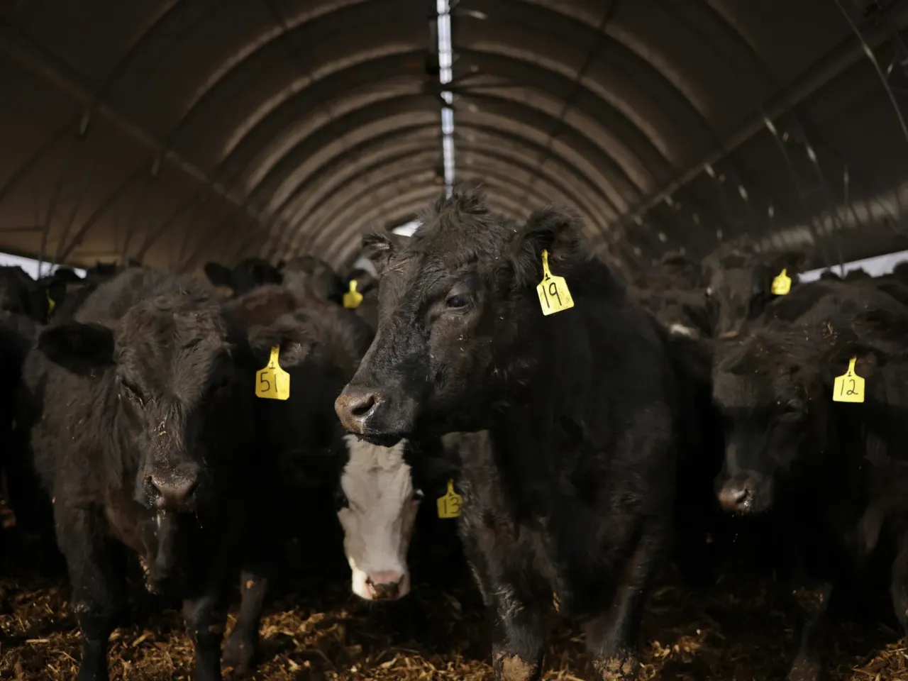 Cows stand in a feed barn at Hallstead Farms in Lexington, Ky., in February. Although the U.S. cattle herd size has shrunk in recent decades, U.S. beef production has remained strong, partly because cattle now weigh hundreds of pounds more than they did in the 1950s.