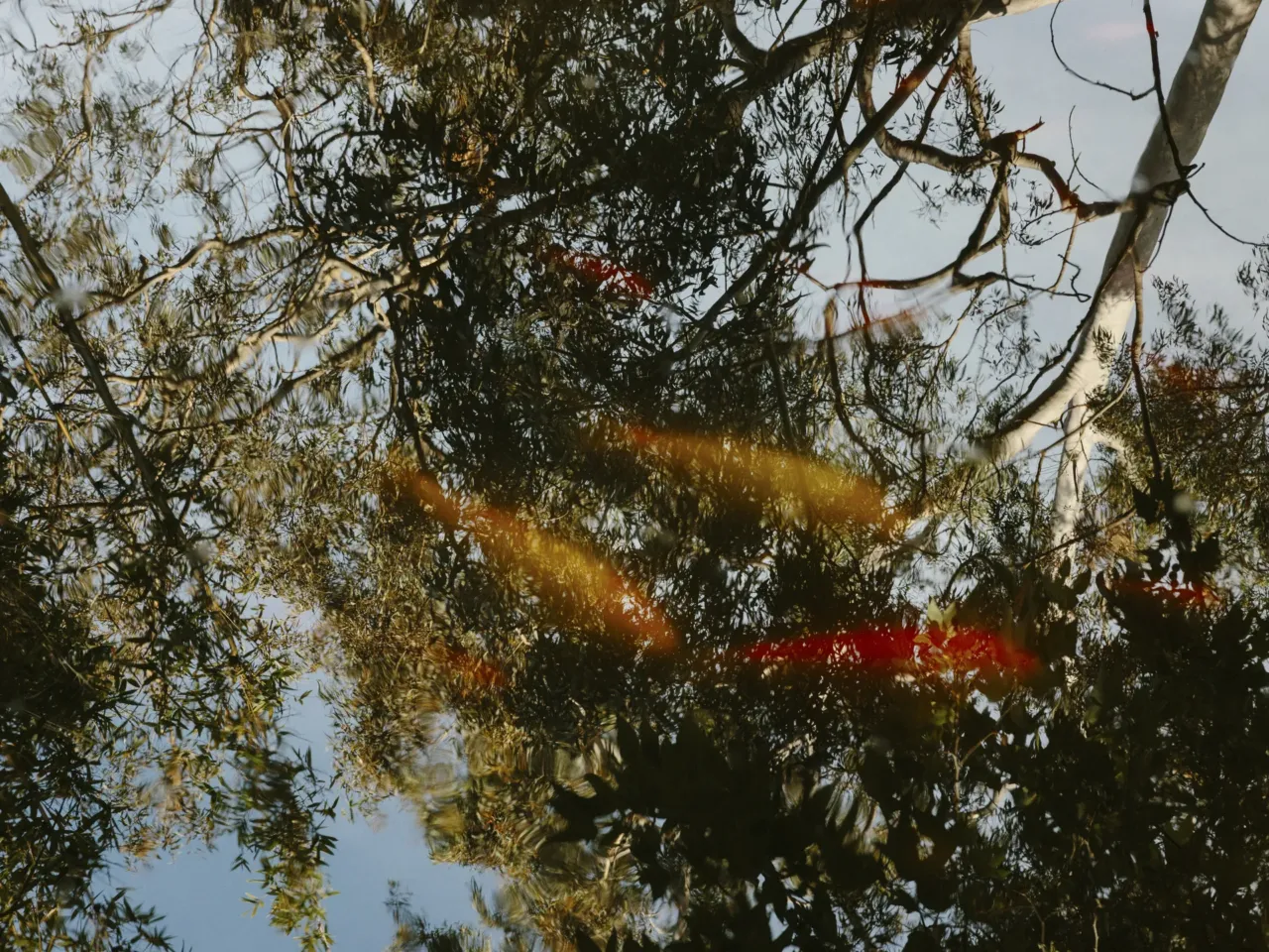 For veterans, a place where peace can take root 1 A koi pond reflects the foliage of mature trees at the Japanese garden on the West LA VA campus.