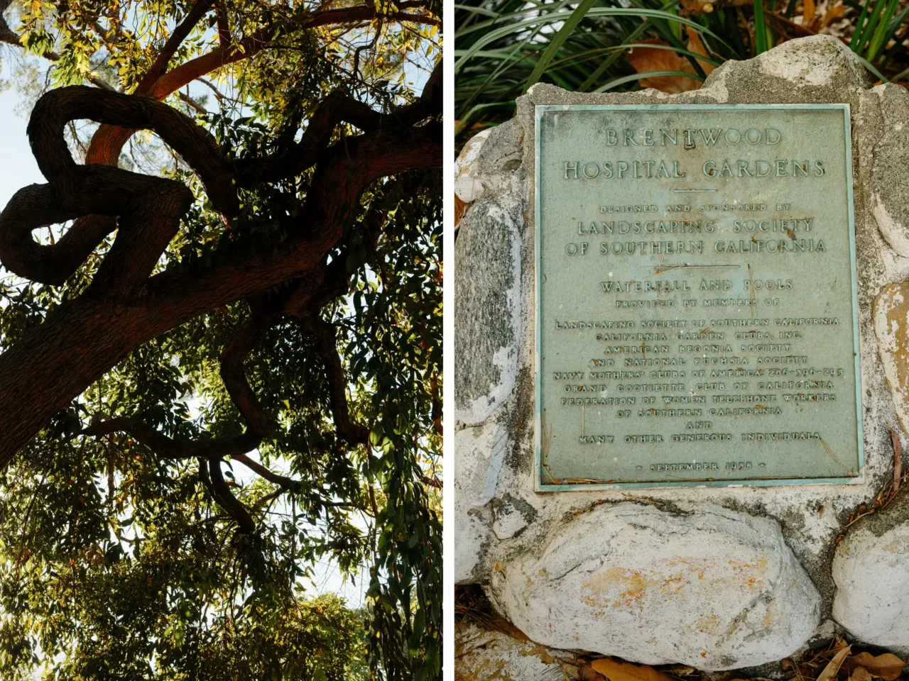 For veterans, a place where peace can take root 2 A mature tree; signage from September 1958 crediting the groups that created the garden.