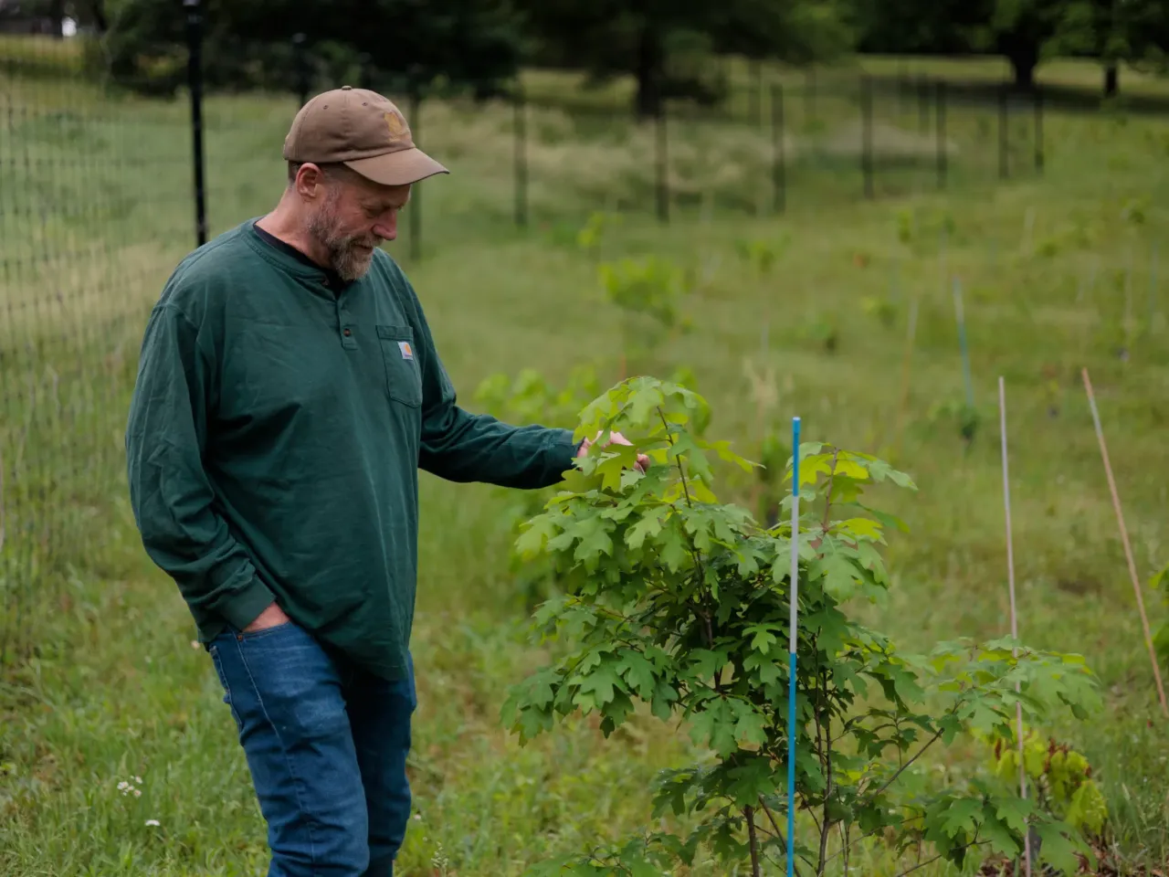 Former Forest Service researcher, Morgan Grove, examines a white oak tree planted by agency scientists in the Cylburn Arboretum in Baltimore, MD.