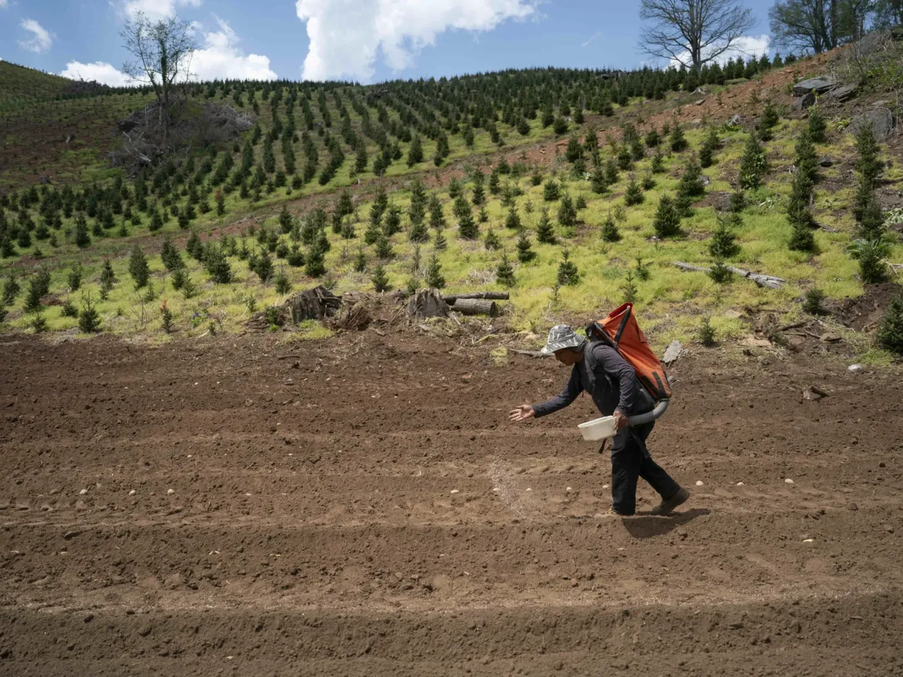 A worker spreads fertilizer after planting potatoes at Bluff View Farms on April 24 in West Jefferson, North Carolina. High fertilizer prices due to the war in Iran have hit farms already dealing with severe weather, tariffs and the high costs of fuel and labor.