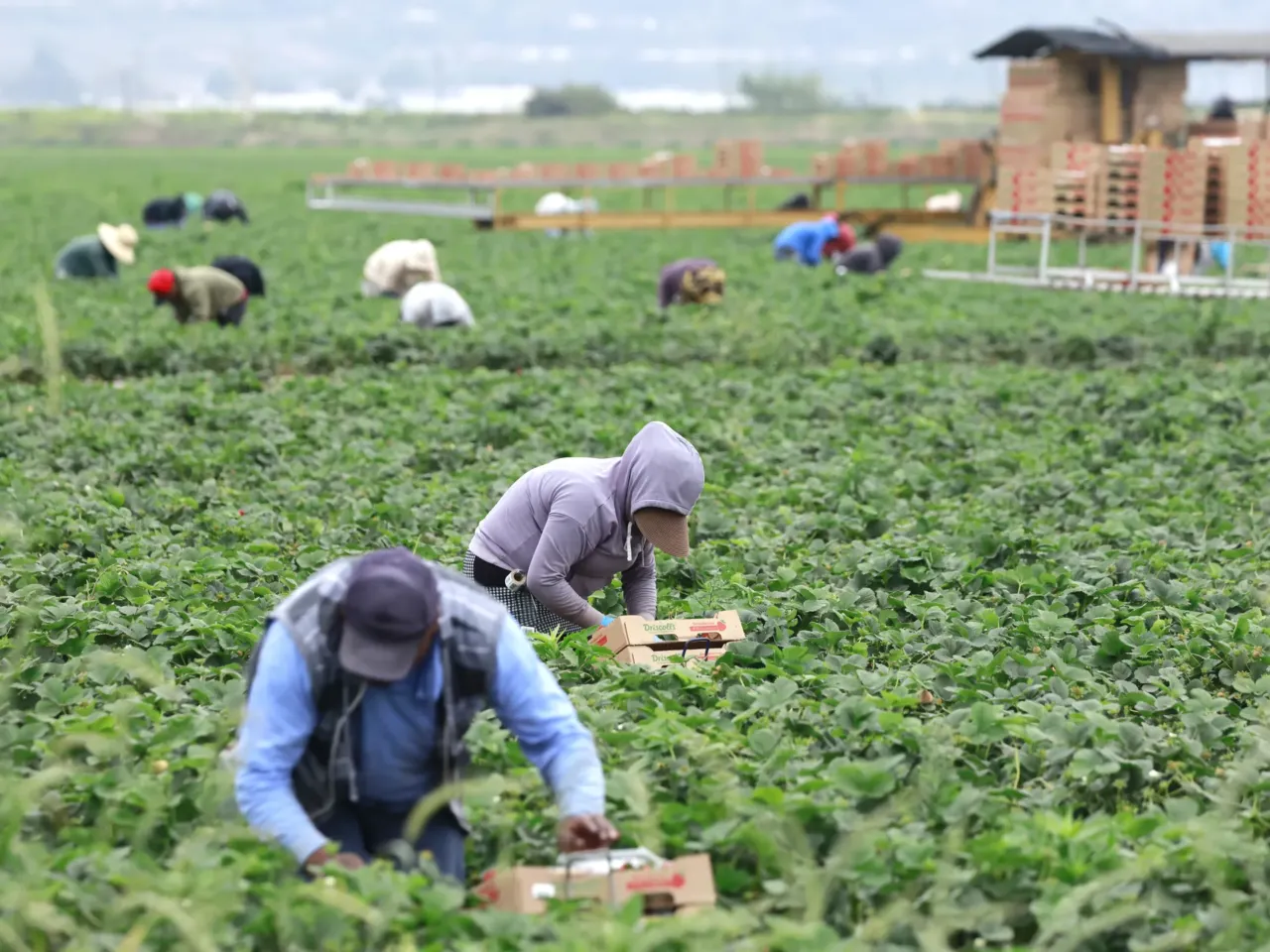 Farmworkers harvest strawberries in a field on Farmworkers Day on March 31, 2026 near Oxnard, Calif.