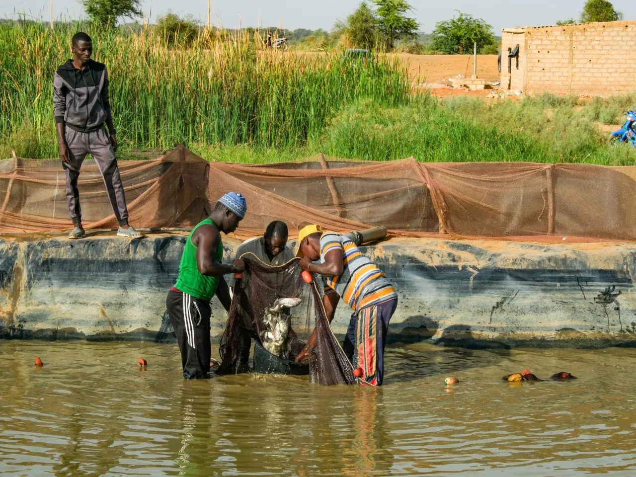 A promising tale from Senegal of fish, rice .... and dangerous worms 1 The team is on a mission to scoop up nearly 2,000 tilapia at a fish farm in Dagana, Senegal.