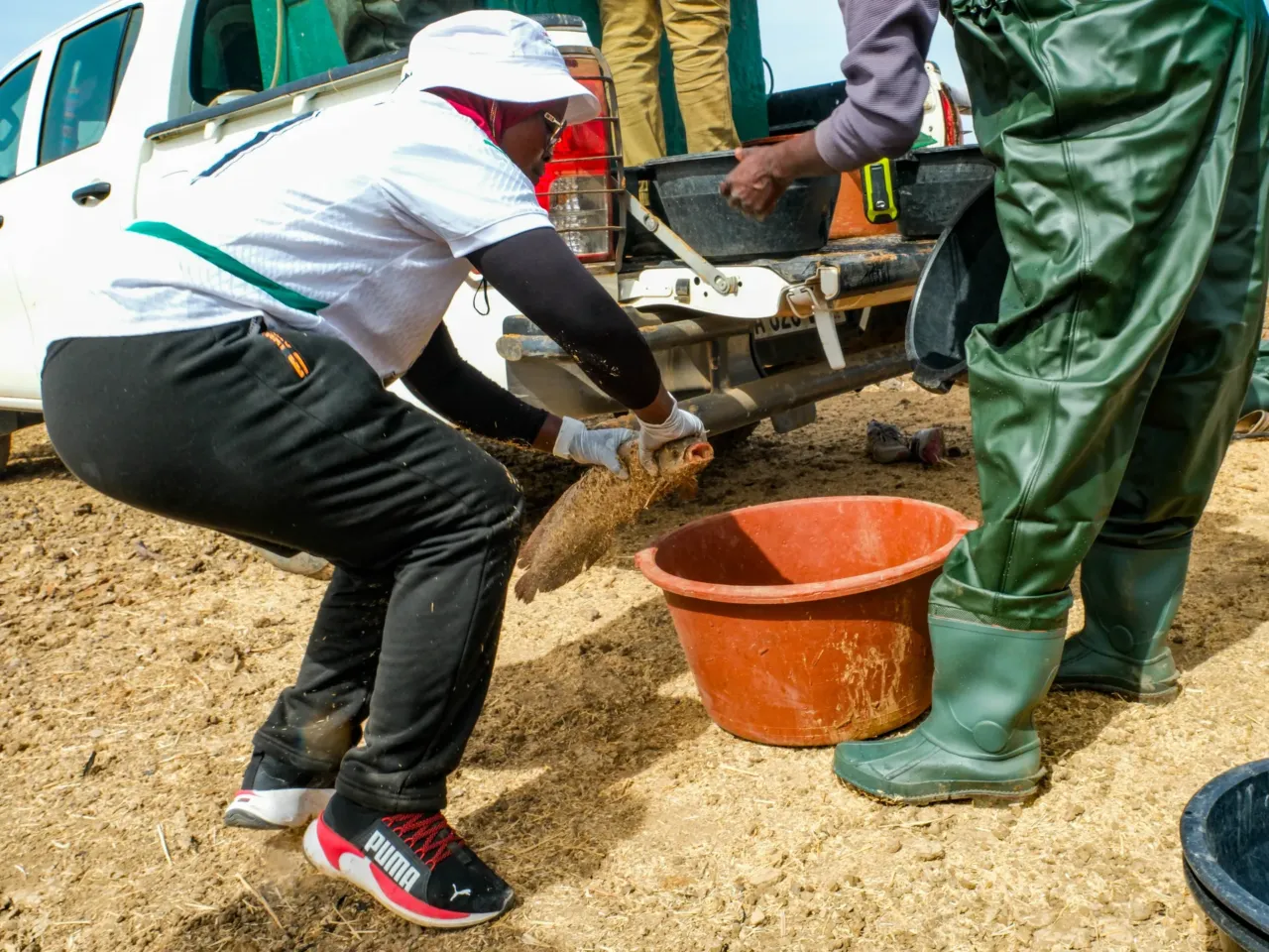 A promising tale from Senegal of fish, rice .... and dangerous worms 2 Momy Seck Ndao, an environmental engineer who is part of the fish-rice project, wrangles an African bonytongue fish, also called heterotis, that escaped its bucket. The fish will soon be introduced to a rice farm, where researchers hope it'll eat snails that spread a debilitating disease called schistosomiasis.