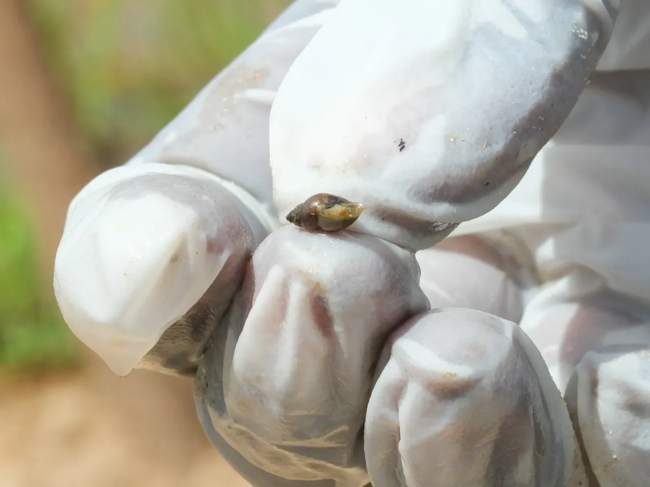 A promising tale from Senegal of fish, rice .... and dangerous worms 3 Small snails like this one can carry the worms that spread schistosomiasis.