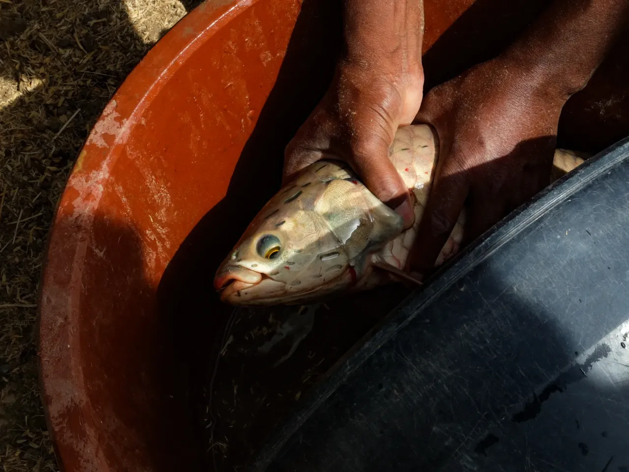A promising tale from Senegal of fish, rice .... and dangerous worms 6 African bonytongue fish, also called heterotis, can eat a lot of snails in a day.