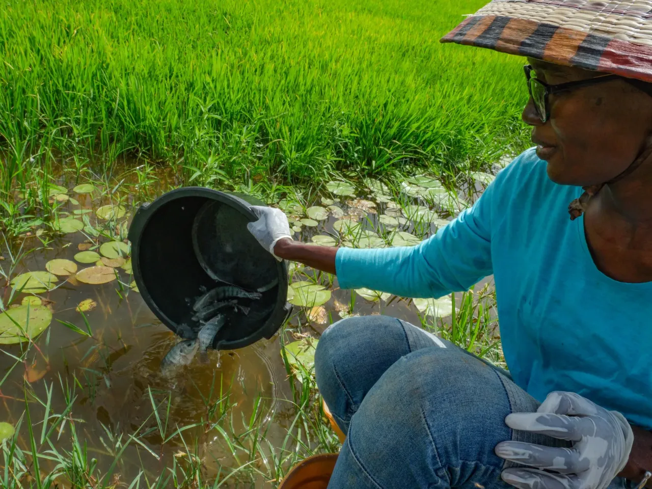 A promising tale from Senegal of fish, rice .... and dangerous worms 7 Ndeye Mbaye, part of the research team, releases tilapia into a rice field. The roughly 600 tilapia added to this field will fertilize the rice with their feces, and help feed the farmers.