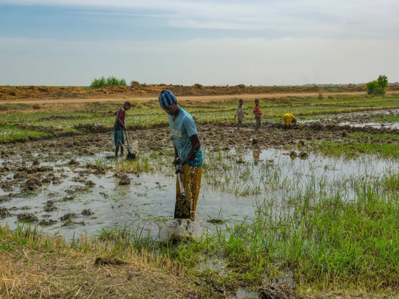 A promising tale from Senegal of fish, rice .... and dangerous worms 8 Rice fields in the Senegal River Valley.