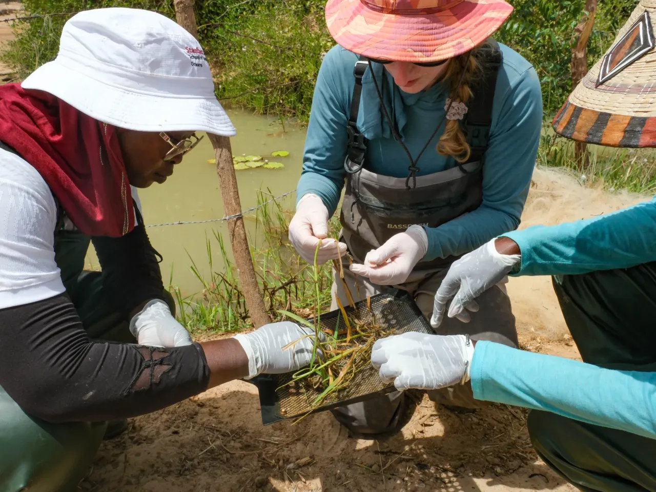 A promising tale from Senegal of fish, rice .... and dangerous worms 9 Researchers Momy Seck Ndao and Kayla Kauffman search for snails in the rice fields. The research team is measuring snail density before and after adding fish to farms, to see whether the fish can reduce the snail-borne parasite that causes schistosomiasis.