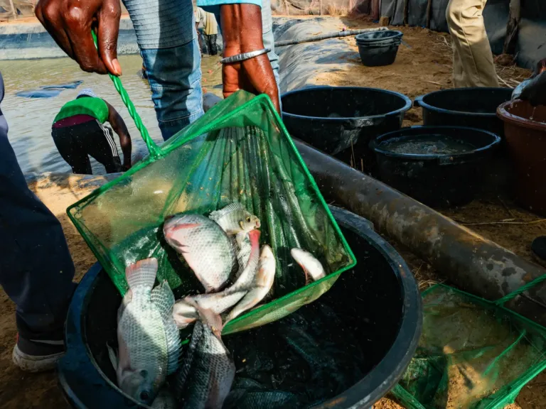 A promising tale from Senegal of fish, rice …. and dangerous worms