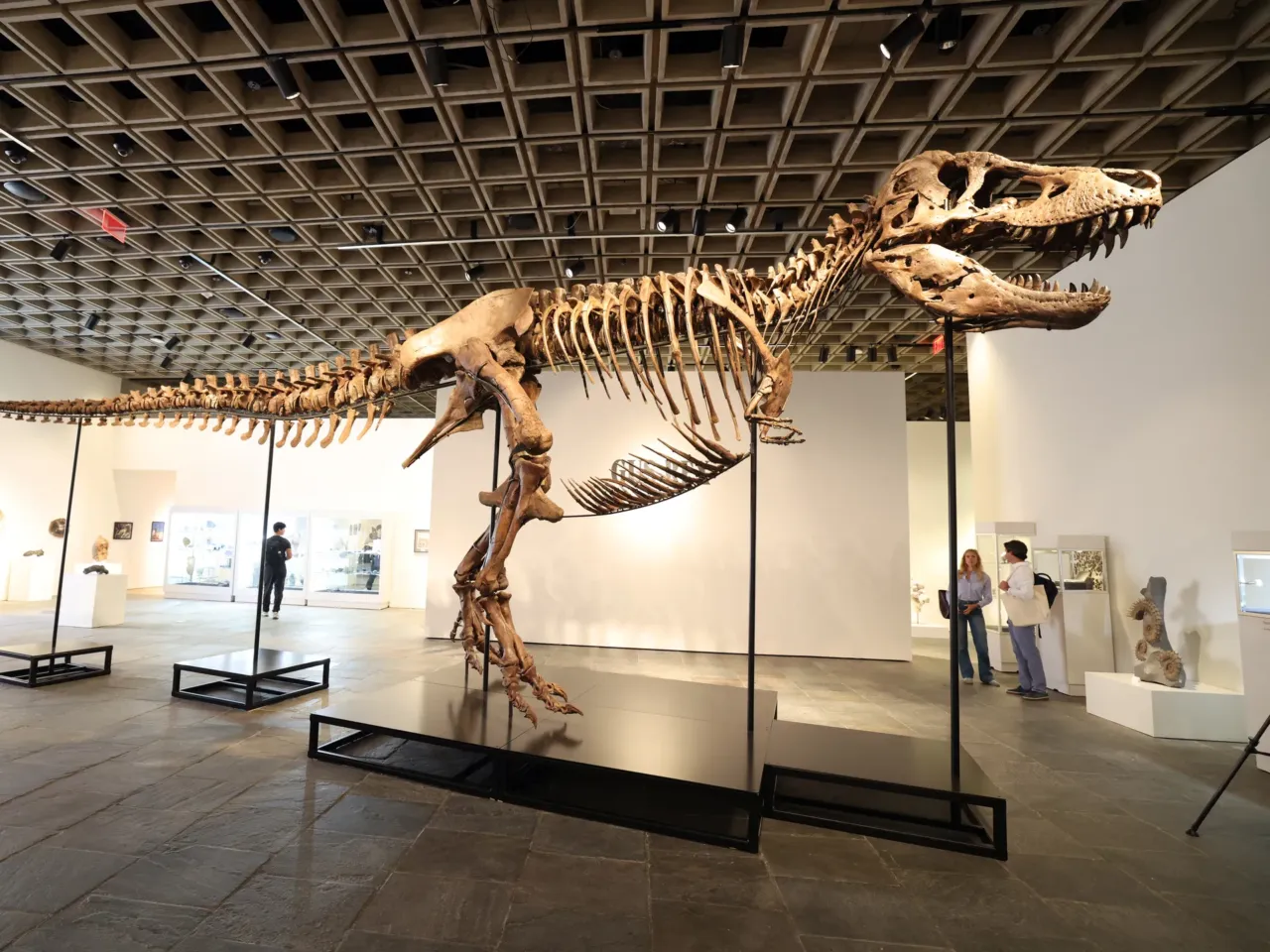 "Gus," a Tyrannosaurus rex skeleton, is pictured during a press preview at Sotheby's in New York City on July 1.