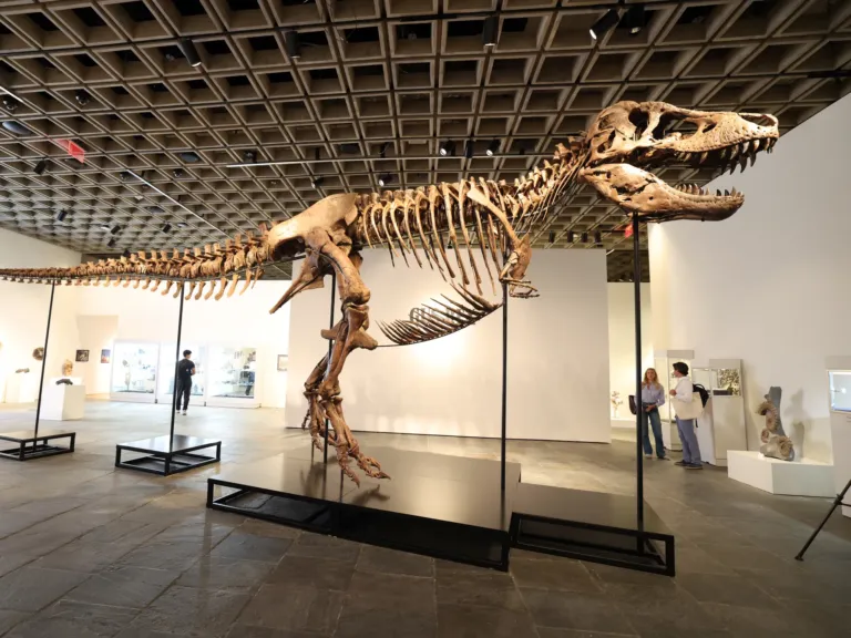 Want to own a real T. rex? It could cost you $30 million