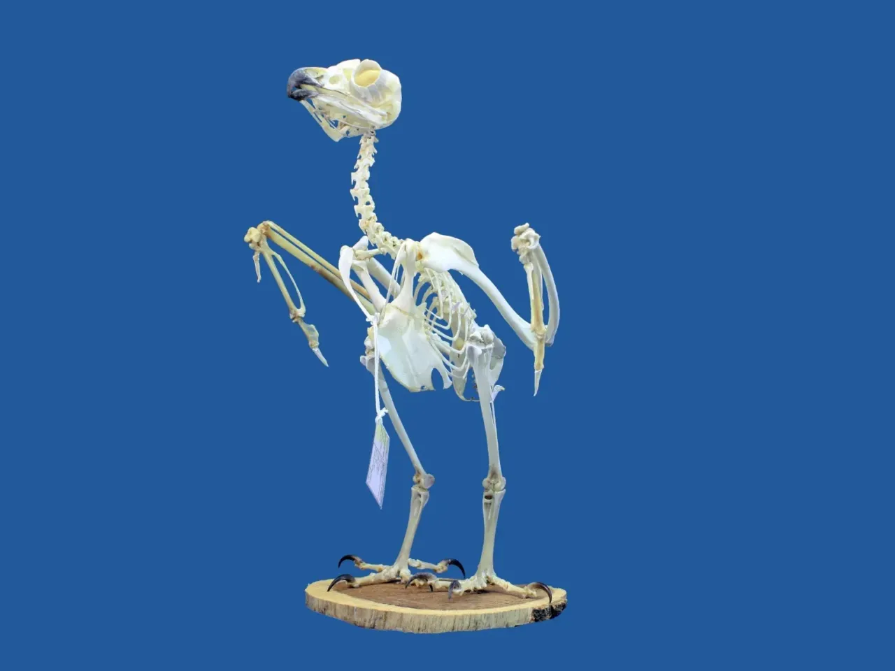 A collection of superworms, each one nearly the size of a human finger, stripped this skeleton of a Eurasian eagle-owl of its flesh.