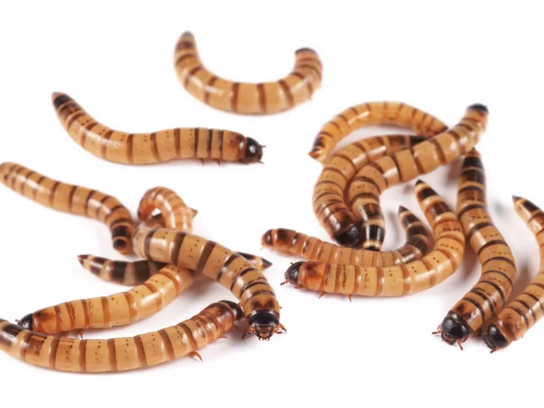 A bug commonly sold at pet stores is helping scientists with a vexing task