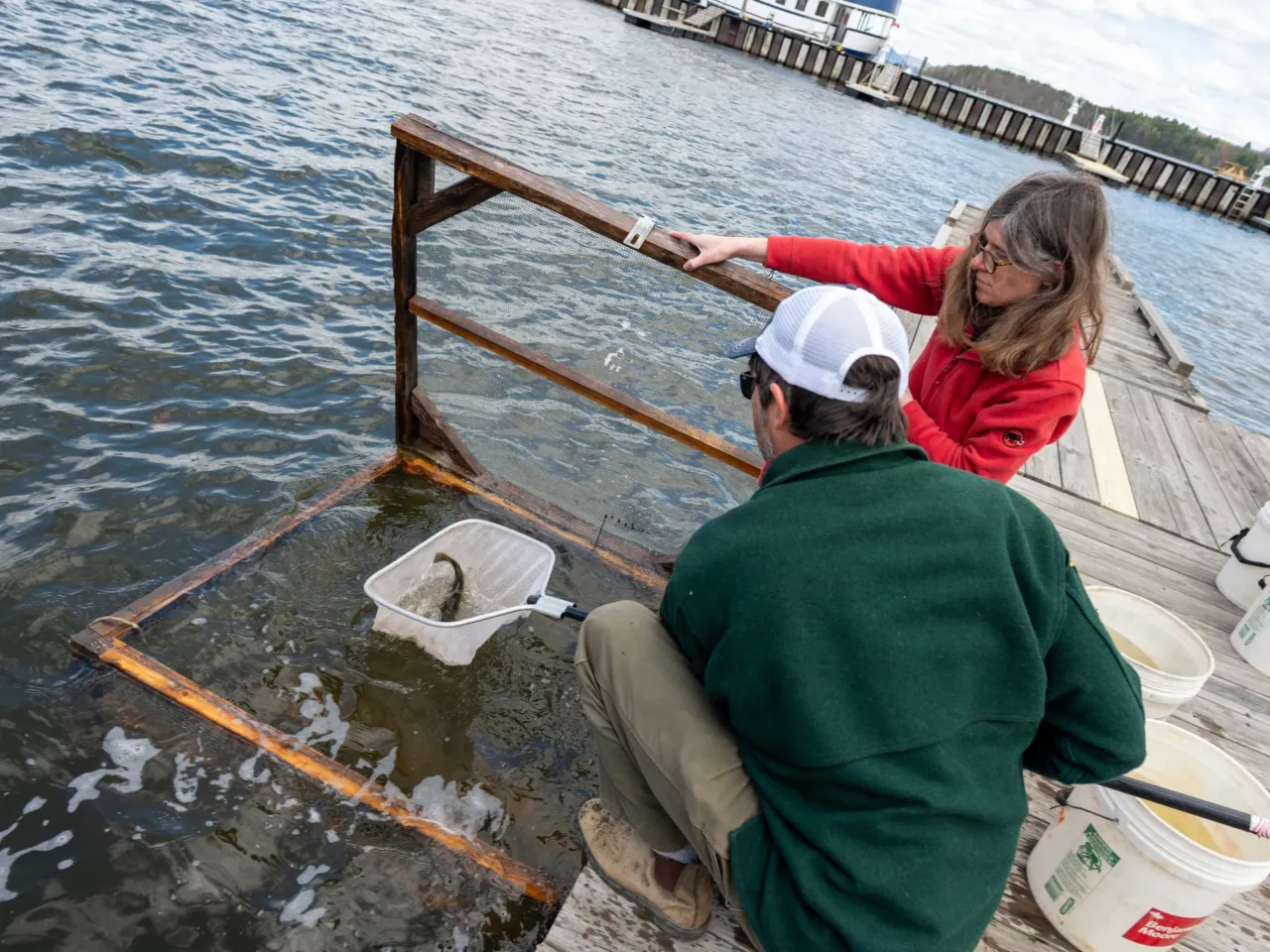 University of Cambridge professor Elizabeth Murchison and Peter Emerson of the Vermont Fish & Wildlife Department scoop up catfish for testing in Newport, VT. Emerson was one of the researchers to publish a new paper in the journal Nature describing the first known transmissible cancer in fish.