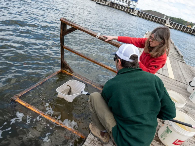 A strange transmissible cancer is spreading through the catfish in this lake