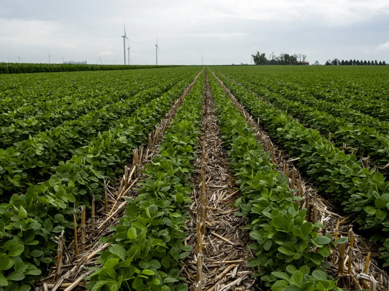 In Iowa, the water is so concerning that it could decide who wins the governor's race 3 Soybeans grow on Matthew Bormann's farm near Bode, Iowa. Zack Smith, Bormann and James Hepp, known as the Lobe Rangers, advocate for farming practices — including strip till farming, evidenced here by the partial cornstalks left over from the previous year's field — that reduce nutrient runoff, which can improve soil and water quality.