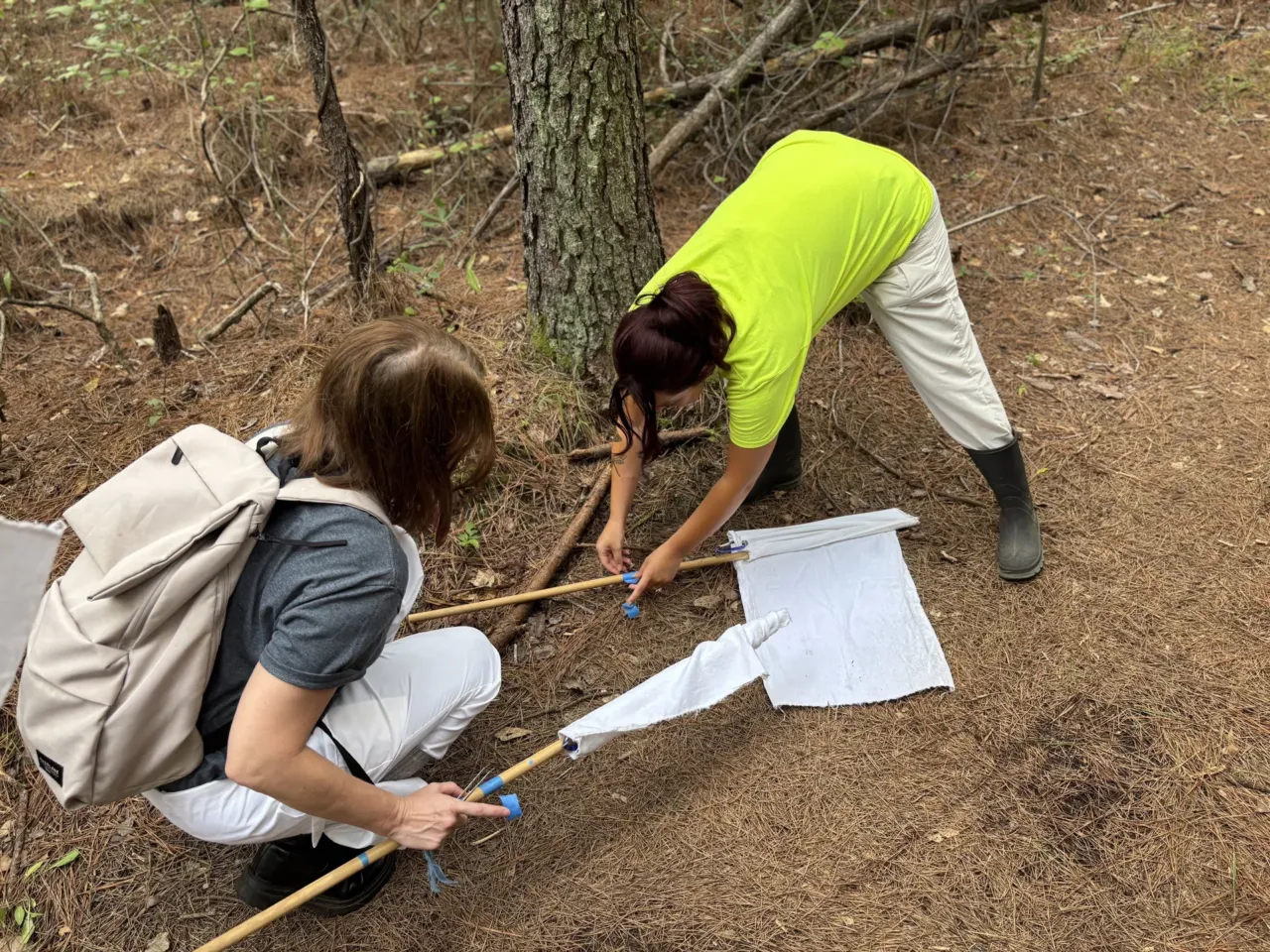 Ticks are taking over in Virginia. Could ODU's 'tick robot' help? 1 Emily Pickle and Darian Dean collect ticks through the "flagging" method on a neighborhood trail in Chesapeake on July 27, 2026.