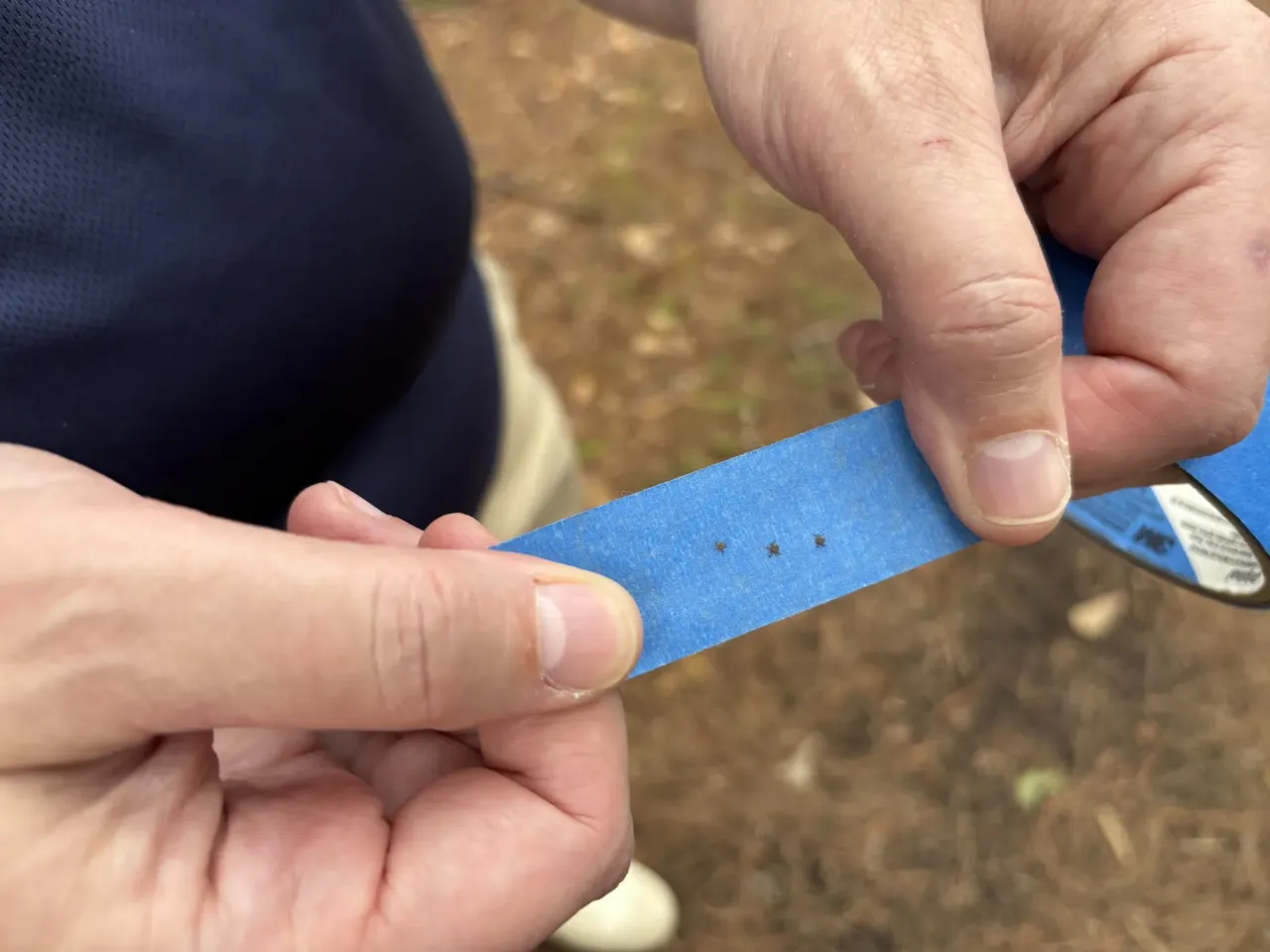 Ticks are taking over in Virginia. Could ODU's 'tick robot' help? 2 ODU professor Holly Gaff holds a piece of tape with three ticks from trails behind the Preserve on the Elizabeth in Chesapeake on July 27, 2026.