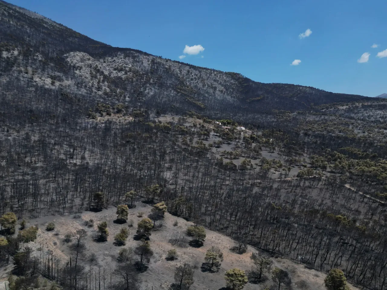 An aerial view shows burned forest after a wildfire near Porto Germeno, northwest of Athens, Greece, Tuesday, Aug. 4, 2026.
