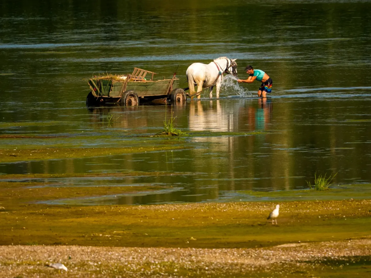 A man splashes water on a horse to cool it off next to a bank of sand on the Danube River, as usually submerged areas are exposed due to extreme low levels of the water following an extended period of drought in Roseti, Romania, Wednesday, July 29, 2026.